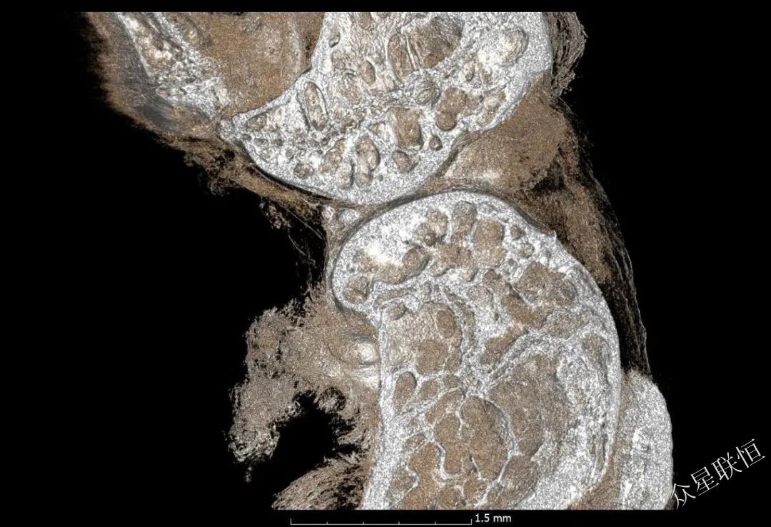 北京眾星聯(lián)恒科技有限公司