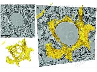 跨學(xué)科合作！X射線相襯顯微技術(shù)為破解新冠病毒感染機(jī)制提供新思路
